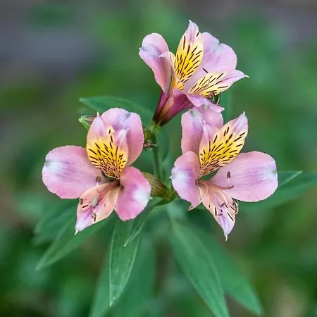 Rosa Xvi - Garden Vilar Torpim