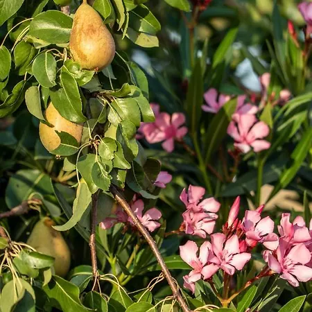 Rosa Xvi - Garden 3*