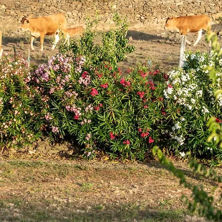 Rosa Xvi - Garden Πανσιόν 3*