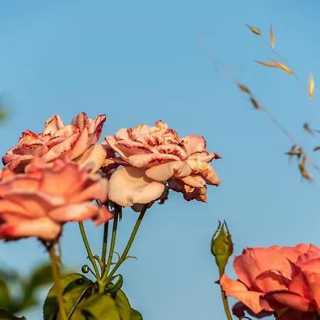Rosa Xvi - Garden 3*