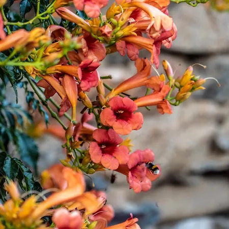 Rosa Xvi - Garden 3*