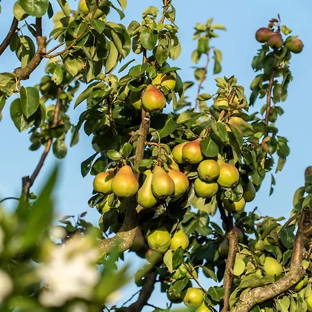 Πανσιόν Rosa Xvi - Garden