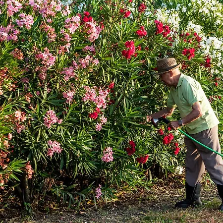 Rosa Xvi - Garden Πανσιόν Vilar Torpim