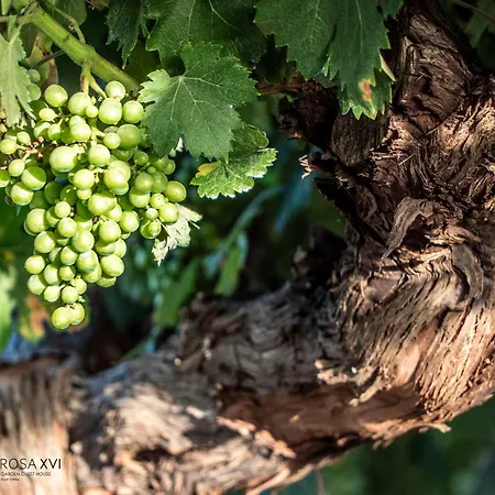 Rosa Xvi - Garden Πανσιόν Vilar Torpim