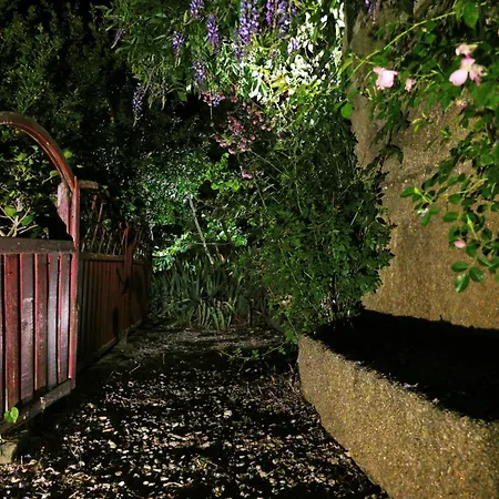 Rosa Xvi - Garden