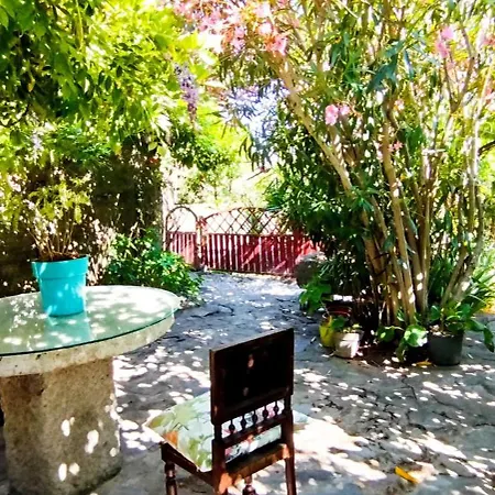 Rosa Xvi - Garden 3*