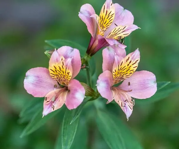 Rosa Xvi - Garden Vilar Torpim