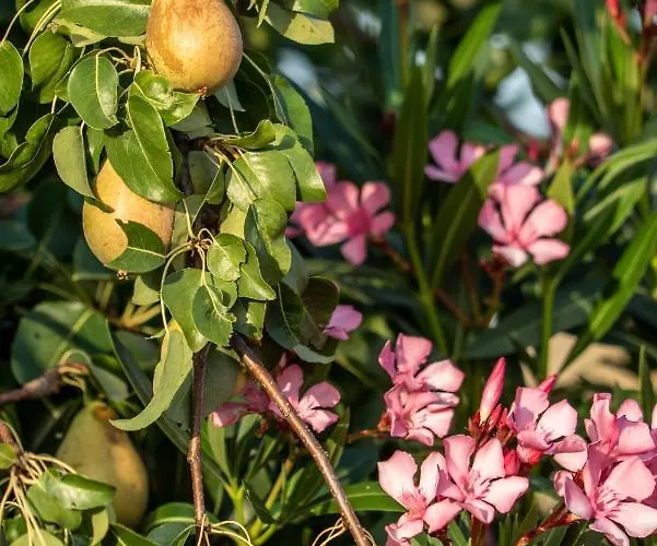 Rosa Xvi - Garden 3*