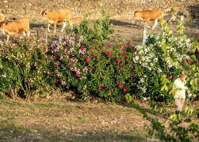 Rosa Xvi - Garden ゲストハウス 3*