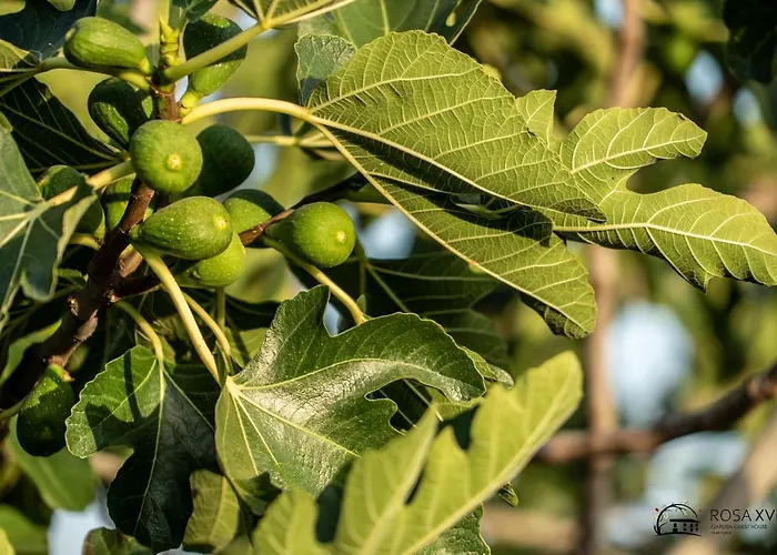 ゲストハウス Rosa Xvi - Garden Vilar Torpim