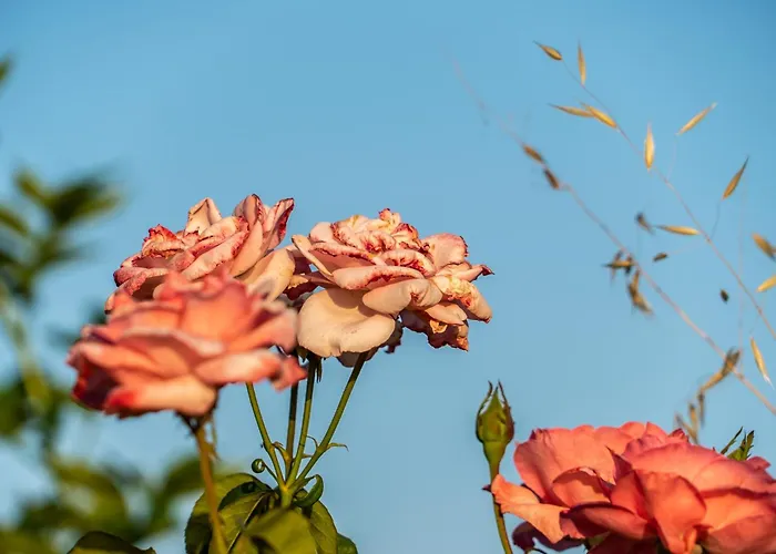 Rosa Xvi - Garden 3*