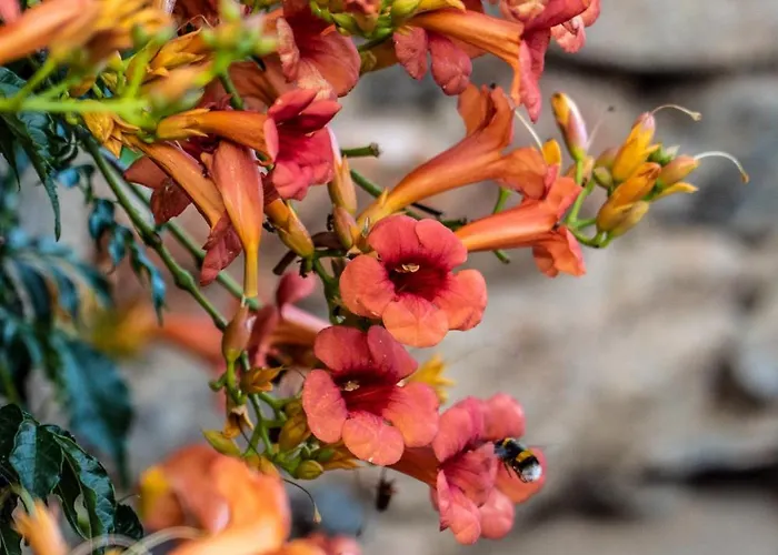 Rosa Xvi - Garden 3*