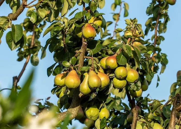 ゲストハウス Rosa Xvi - Garden