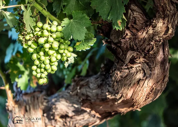 Rosa Xvi - Garden ゲストハウス Vilar Torpim